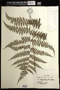 Athyrium vidalii image