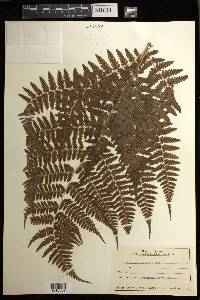 Athyrium vidalii image