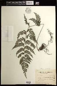 Athyrium puncticaule image