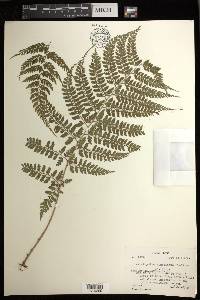 Athyrium fimbriatum image