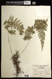 Athyrium pectinatum image