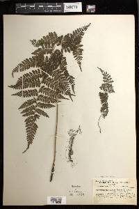 Athyrium tozanense image