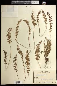 Woodsia polystichoides image