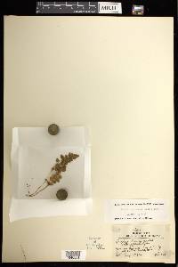 Woodsia andersonii image