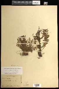 Woodsia manchuriensis image