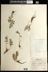 Woodsia ilvensis image