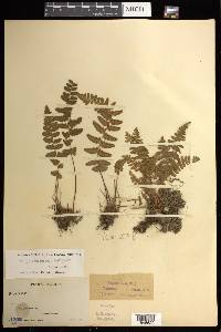 Woodsia polystichoides image