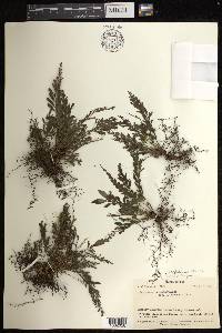 Cephalomanes atrovirens subsp. boryanum image