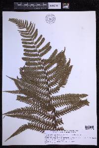Dryopteris fuscoatra image