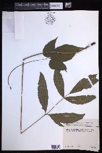Tectaria siifolia image