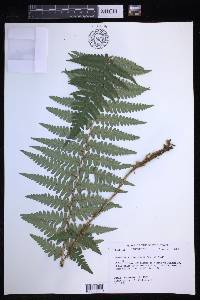 Dryopteris ludoviciana image