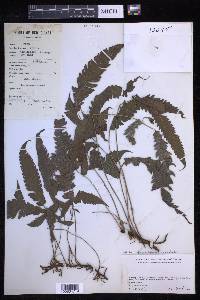 Sphaerostephanos pentaphyllus image