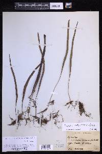 Lepisorus pseudoussuriensis image