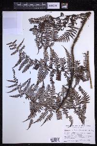 Dryopteris unidentata image