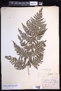 Dryopteris glabra image