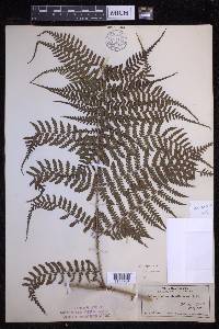 Dryopteris unidentata image