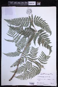 Dryopteris sandwicensis image