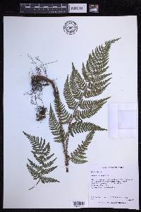 Dryopteris saxifraga image