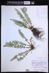 Polystichum craspedosorum image