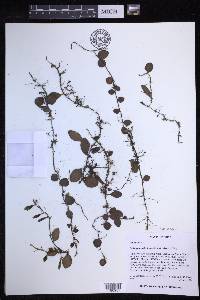Lepisorus drymoglossoides image