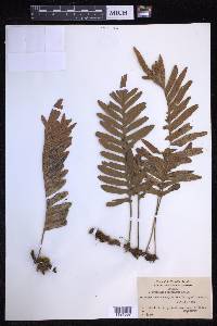 Polypodium pellucidum image