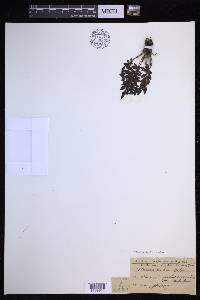 Menisciopsis boydiae image