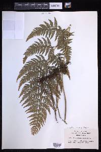 Odontosoria chinensis subsp. tenuifolia image