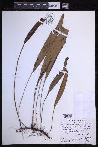 Elaphoglossum wawrae image