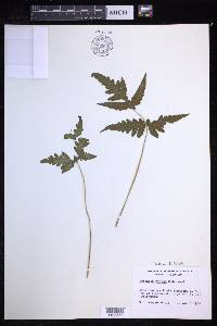 Tectaria fimbriata image