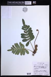 Polypodium scouleri image