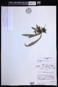 Elaphoglossum apodum image