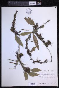 Pleopeltis wiesbaurii image