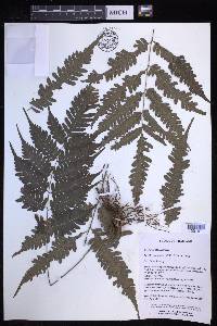 Pteridrys syrmatica image