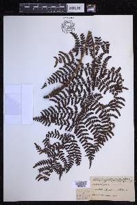 Dryopteris crinalis image