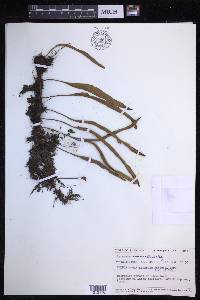 Pyrrosia adnascens image