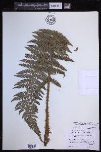 Polystichum bonseyi image