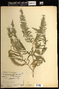 Pteris dentata image