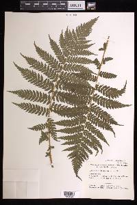 Cyathea corcovadensis image