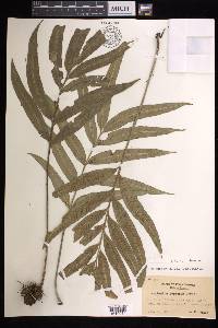 Asplenium formosae image