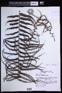 Nephrolepis dicksonioides image