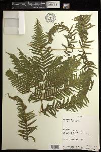 Pteris dentata image