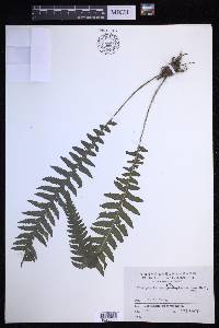 Phegopteris decursive-pinnata image