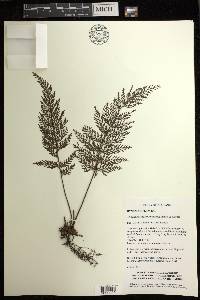 Abrodictyum obscurum image