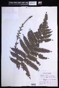 Steiropteris deltoidea image