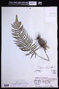 Pelazoneuron cretaceum image