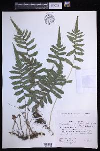 Christella acuminata image