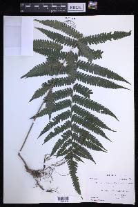 Christella dentata image