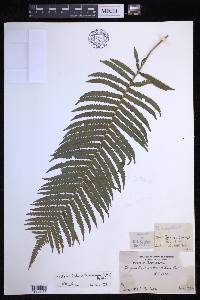 Sphaerostephanos taiwanensis image