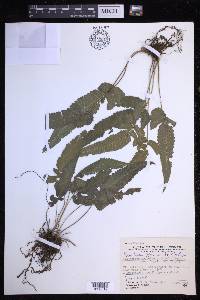 Pronephrium granulosum image