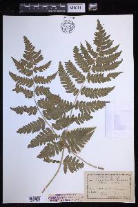 Dryopteris clintoniana image